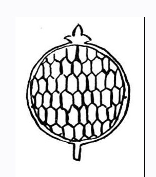 304x346 Red Pomegranate Seeds Coloring Pages Picture Coloring Pages To Print