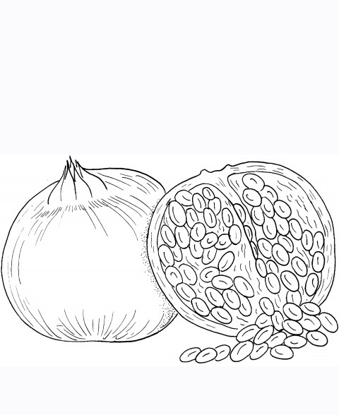 480x588 Red Pomegranate Seeds Coloring Pages Picture Learn To Coloring