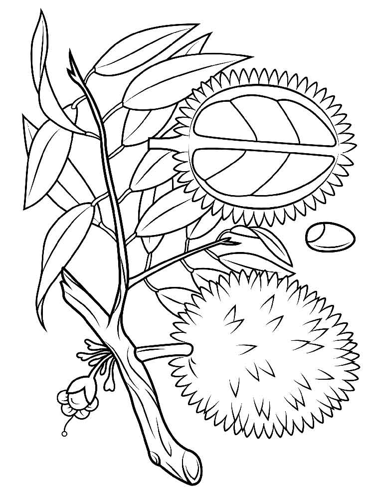 750x1000 Durian Coloring Pages. Download And Print Durian Coloring Pages.