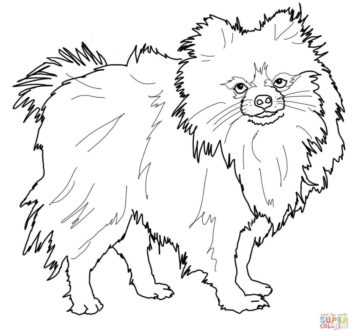 Pomeranian Coloring Book The Pomeranian Dog Coloring Page 1200x1136 Pomeranian Coloring Book The Pomeranian Dog Coloring Page