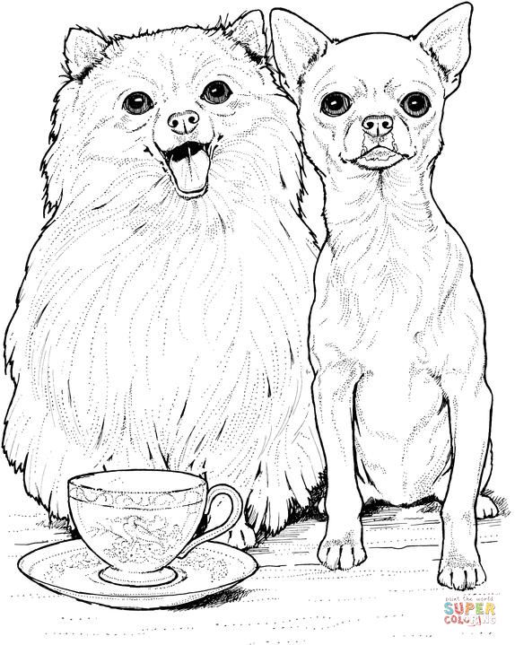Pomeranian Dog And Chihuahua Super Coloring Dog Patterns 574x719 Pomeranian Dog And Chihuahua Super Coloring Dog Patterns