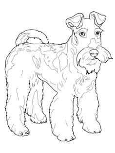 Pomeranian Dog Animal Pet Coloring Page Adult Coloring Pages 236x315 Pomeranian Dog Animal Pet Coloring Page Adult Coloring Pages