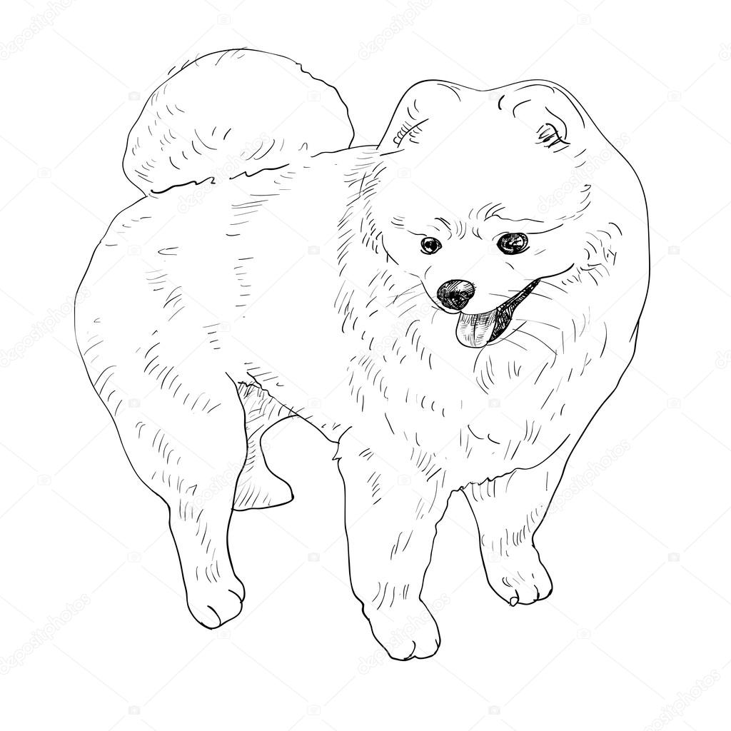 1024x1024 Pomeranian Dog Coloring Page Free Printable Pages Bright
