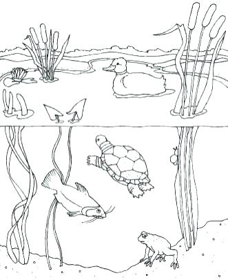 Pond Coloring Page Pond Coloring Water Lily In Page Free Printable 331x406 Pond Coloring Page Pond Coloring Water Lily In Page Free Printable