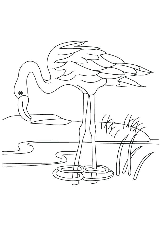 Pond Coloring Pages Flamingo Coloring Pages Flamingo In A Pond 613x860 Pond Coloring Pages Flamingo Coloring Pages Flamingo In A Pond
