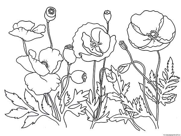 600x450 Garden Of Poppy Coloring Page Color Luna
