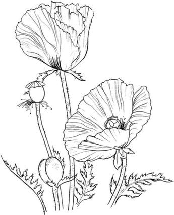 345x427 Click To See Printable Version Of Oriental Poppy Coloring Page