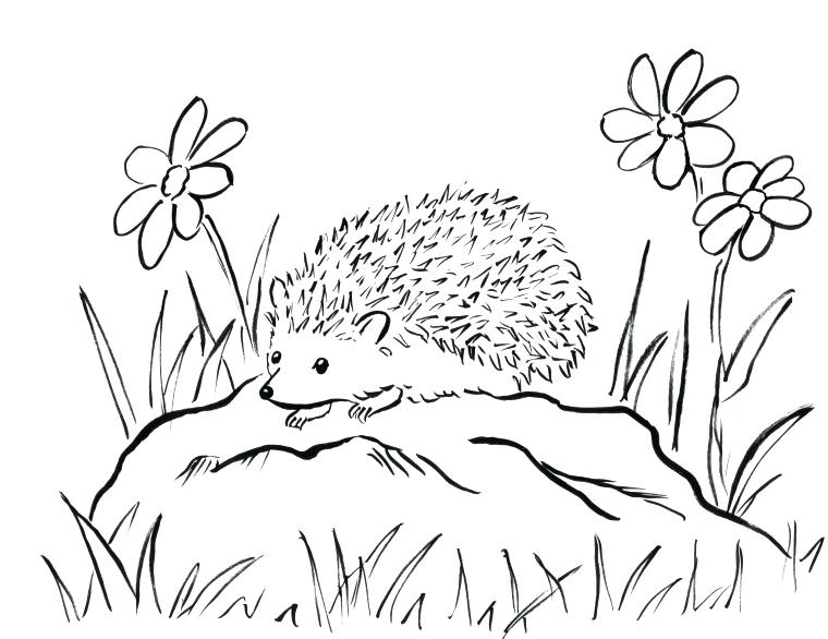 760x586 Porcupine Coloring Page Hedgehog Coloring Page Porcupine Printable