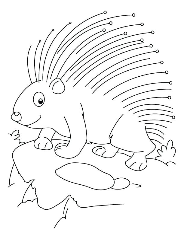 612x792 Porcupine Coloring Page Threatened Porcupine Coloring Pages Baby
