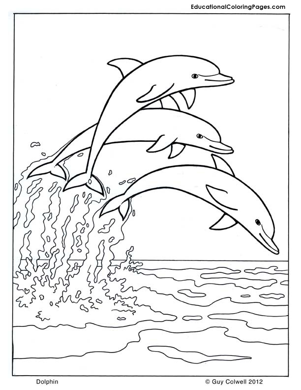 612x792 Dolphin Coloring Pages The Sun Flower Pages