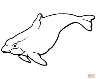 320x264 Free Printable Dolphin Coloring Pages For Kids Colouringdults