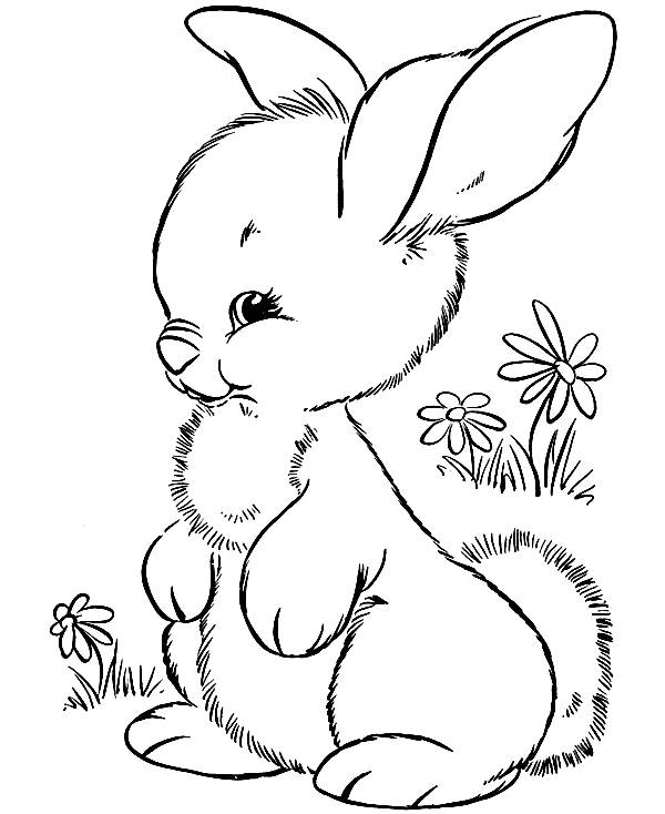Desenhos De Coelhos Da Pamp193scoa Para Colorir Pintar Imprimir V 600x734 Desenhos De Coelhos Da Pamp193scoa Para Colorir Pintar Imprimir V