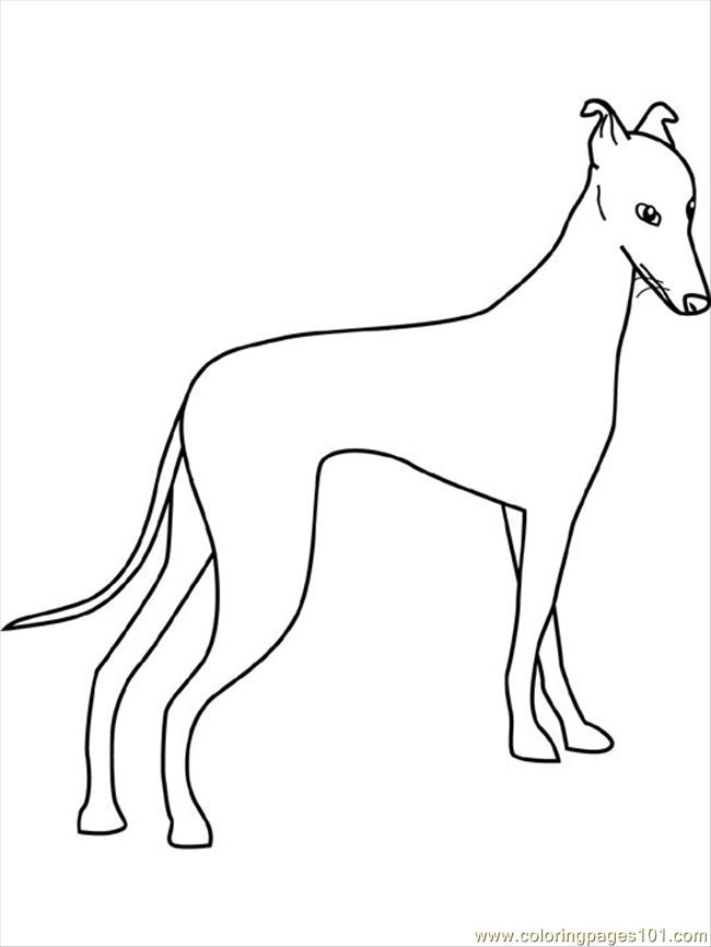 Dogs Coloring Pages Greyhound Coloring Page 650x866 Dogs Coloring Pages Greyhound Coloring Page
