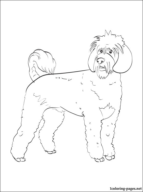 Portuguese Water Dog Coloring Page Coloring Pages 560x750 Portuguese Water Dog Coloring Page Coloring Pages