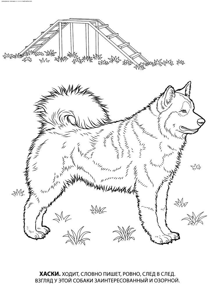 27 Best More Dogs To Color Images On Colouring Pages 736x993 27 Best More Dogs To Color Images On Colouring Pages