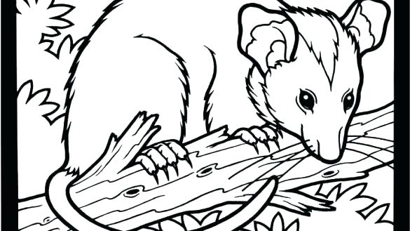 Opossum Coloring Pages Opossum Coloring Pages Opossum Coloring 585x329 Opossum Coloring Pages Opossum Coloring Pages Opossum Coloring