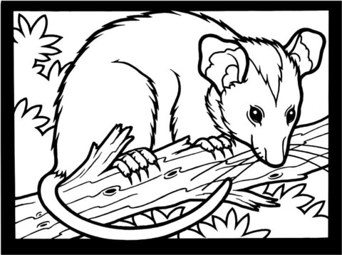 Possum Colouring Pages Opossum Coloring Page Free Printable 480x358 Possum Colouring Pages Opossum Coloring Page Free Printable