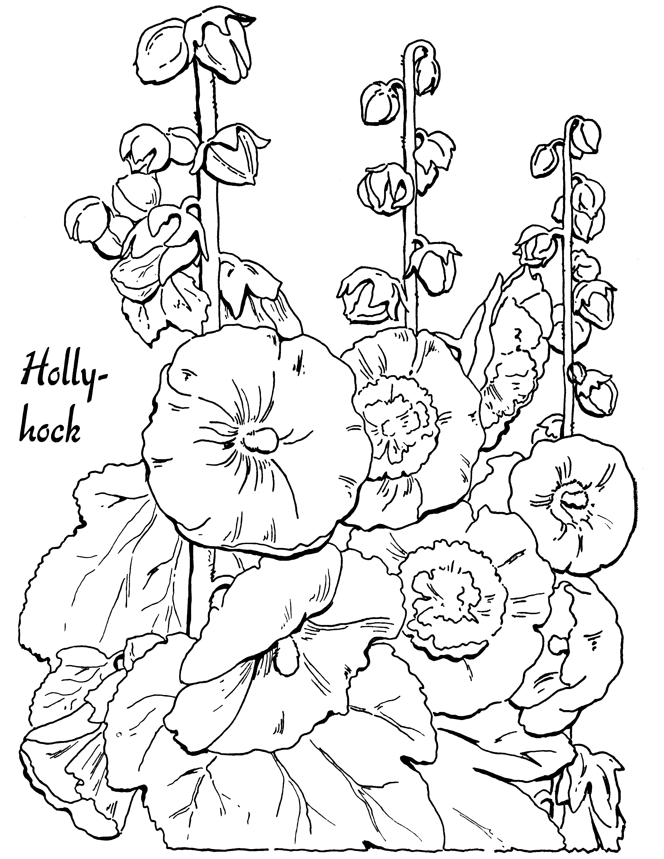 Adult Coloring Page Hollyhocks 2550x3300 Adult Coloring Page Hollyhocks