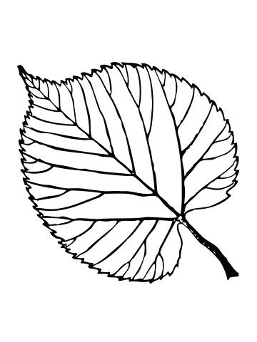 360x480 Trees Leaves Coloring Pages Free Coloring Pages Basswood Tree 3