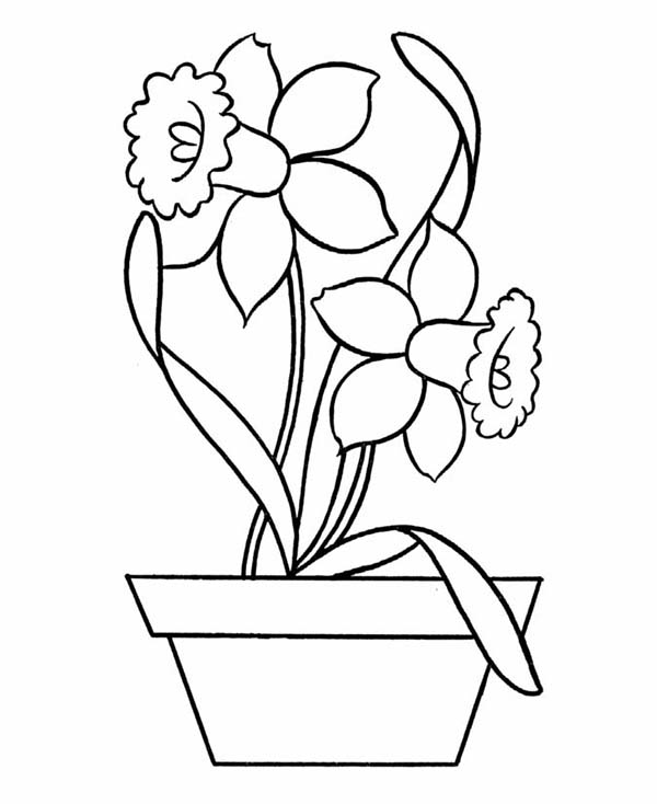 600x734 Daffodil In Pottery Coloring Page