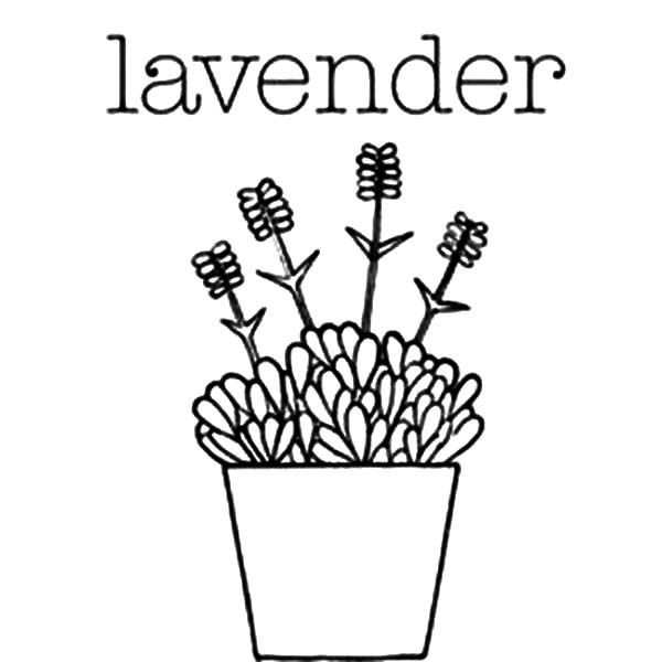 600x600 Lavender Flower In Pottery Coloring Pages