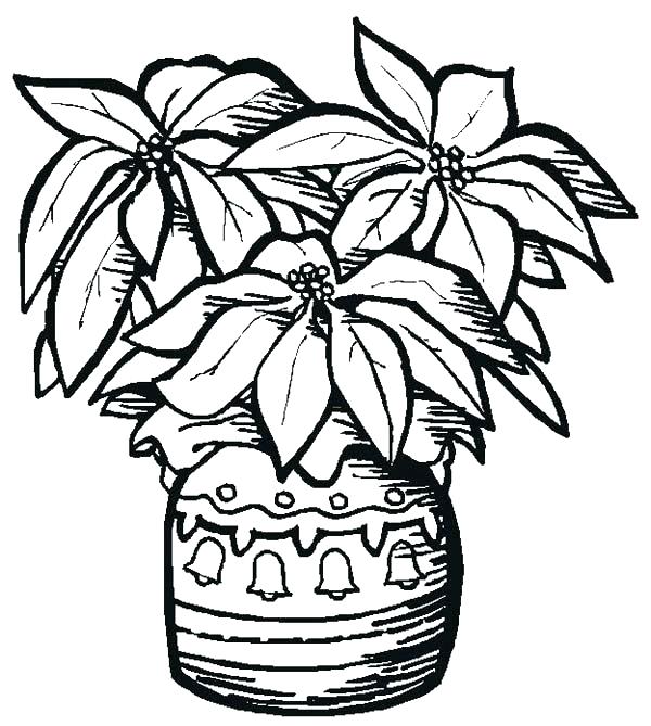 600x669 Poinsettia Coloring Page Poinsettia Coloring Page Fabulous Pages