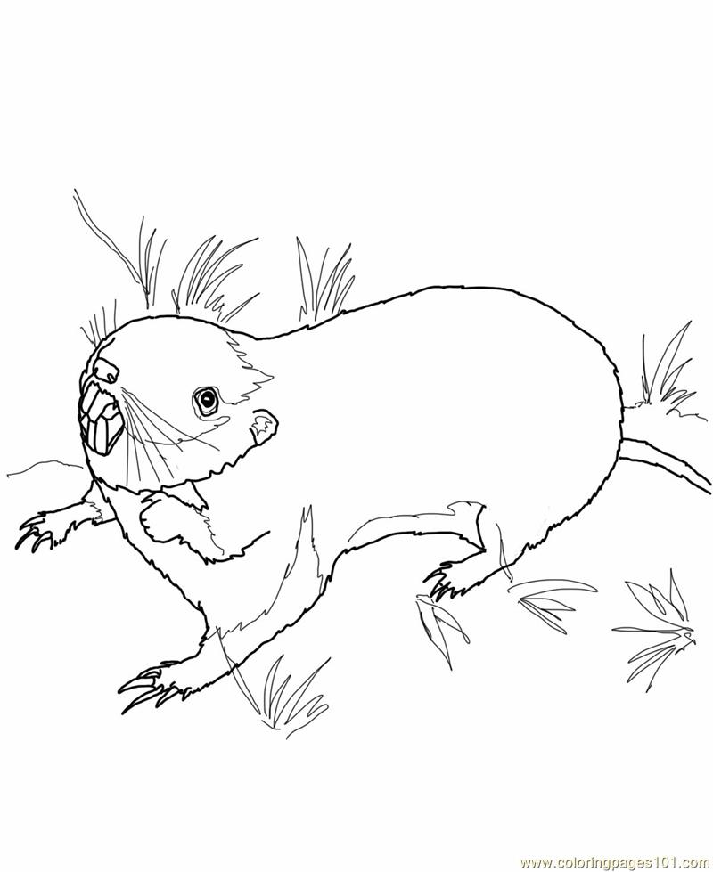 800x979 Pocket Gopher Coloring Page