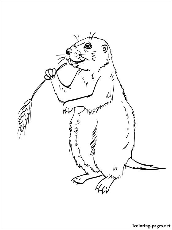 560x750 Prairie Dog Coloring Page Coloring Pages