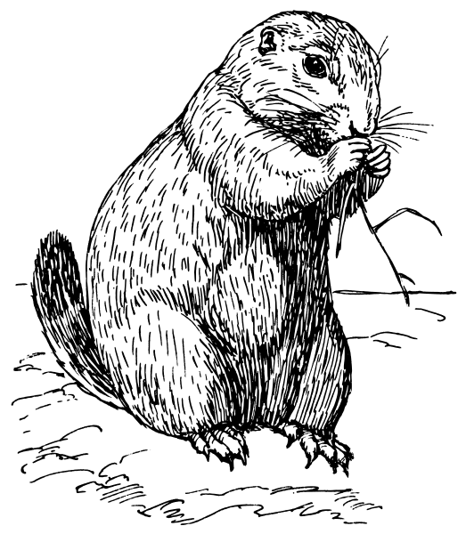 523x600 Prairie Dog Coloring Page Fun Coloring Pages For Kids And Adults