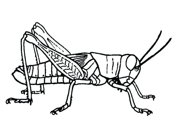 600x477 Praying Mantis Coloring Page Grasshopper Coloring Page Grasshopper