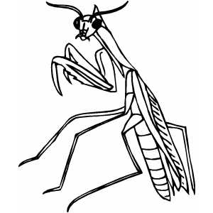 300x300 Praying Mantis Coloring Page