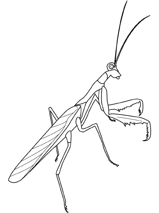 Praying Mantis Coloring Page at GetColorings.com | Free printable ...