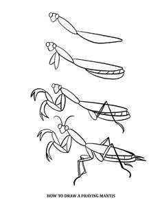 236x305 Praying Mantis Coloring Page From Praying Mantis Category. Select
