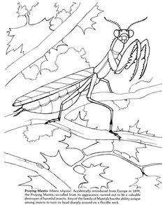 236x293 Bug Coloring Page Praying Mantis, School And Homeschool