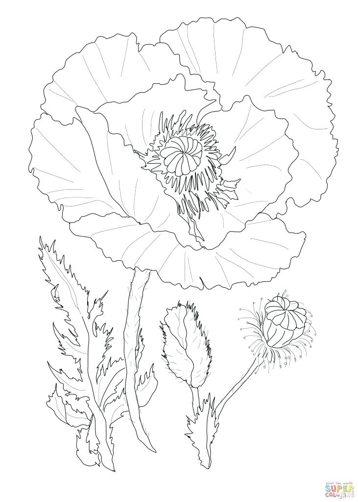 731x1024 Pretty Coloring Pages Poppies Coloring Pages Pretty Poppy Flower