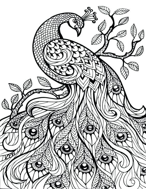 564x729 Beautiful Peacock Coloring Pages Adult Stress Relief Coloring