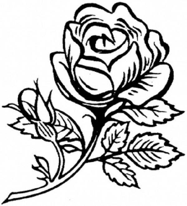 600x660 Rose Is Beautiful Flower Coloring Page