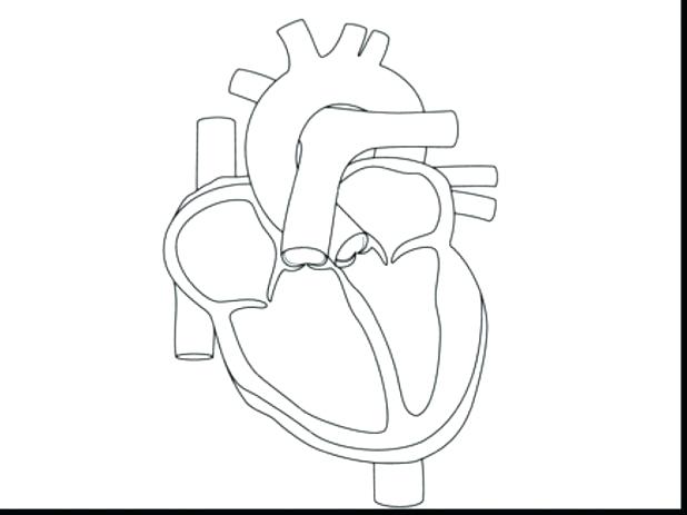 Human Heart Coloring Pages Coloring Page Of A Heart Human Heart 618x463 Human Heart Coloring Pages Coloring Page Of A Heart Human Heart