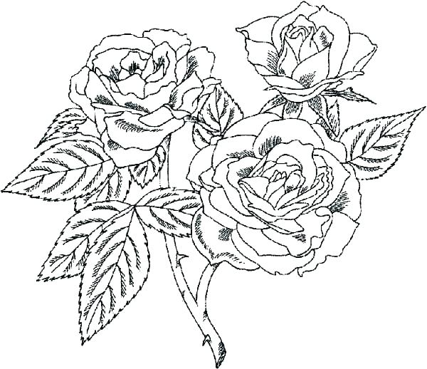 Rose Color Pages Coloring Page Rose Rose Coloring Pages Beautiful 600x518 Rose Color Pages Coloring Page Rose Rose Coloring Pages Beautiful
