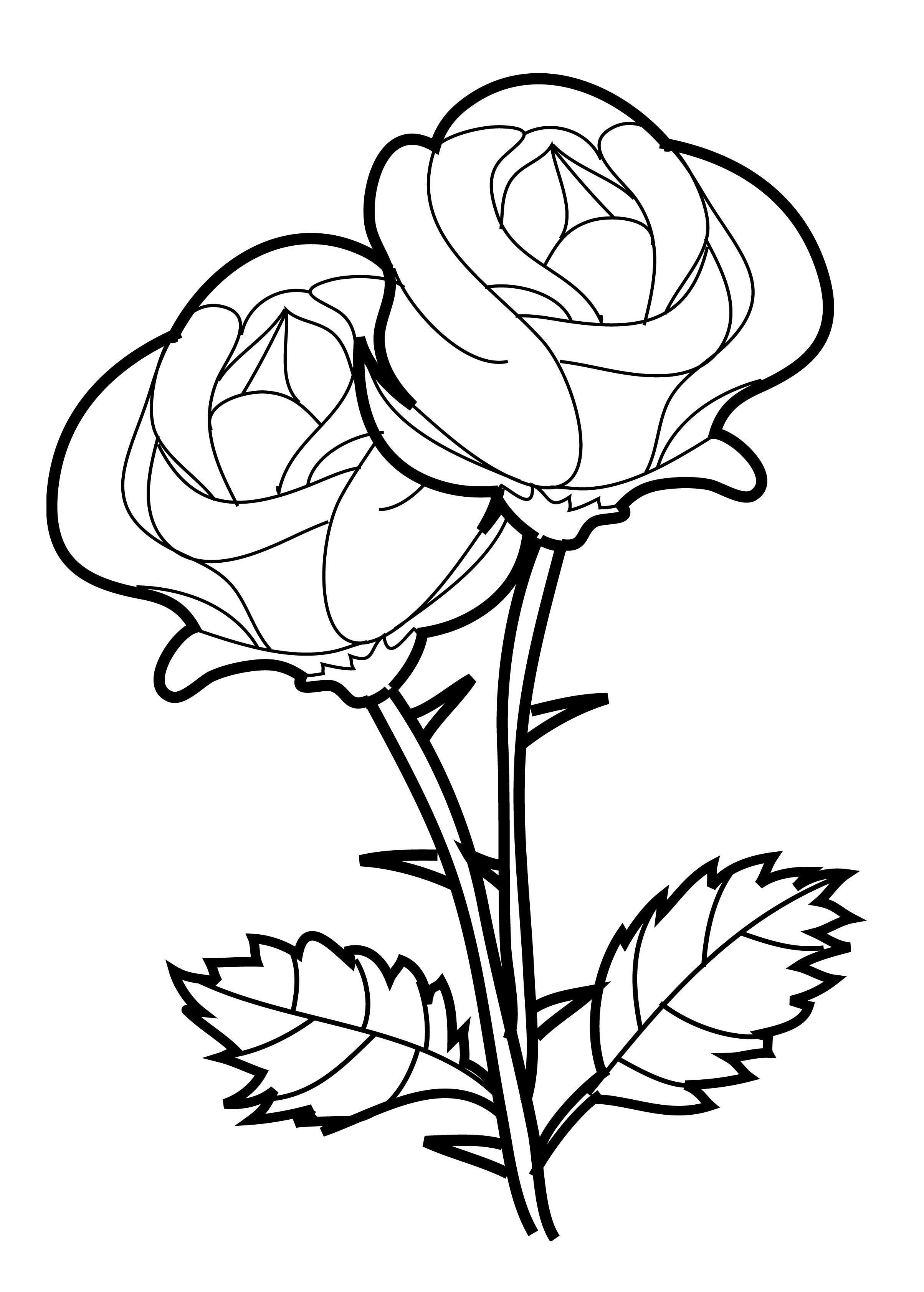 Beautiful Rose Coloring Pages.jpg Pixels Kleurplaten 2407x3366 Beautiful Rose Coloring Pages.jpg Pixels Kleurplaten