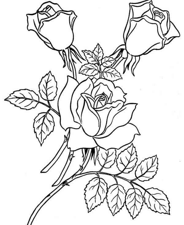 Three Beautiful Rose Coloring Page 600x734 Three Beautiful Rose Coloring Page