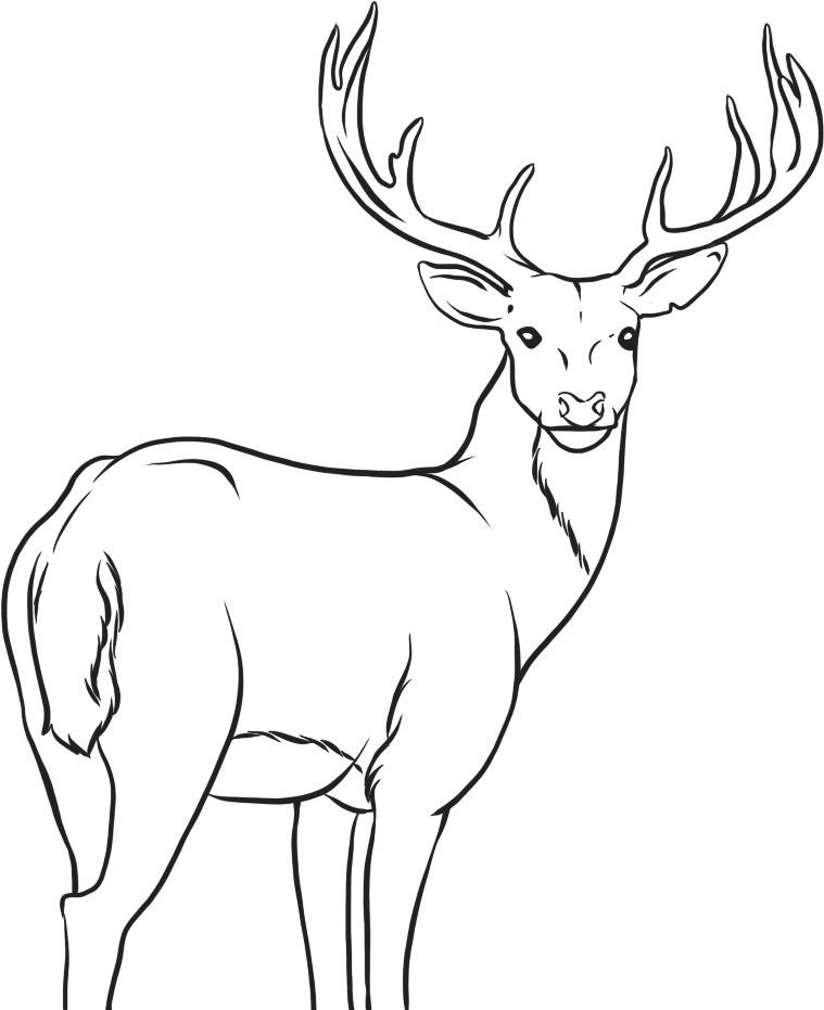 759x931 Deer Drawings For Kids Many Interesting Cliparts