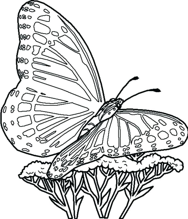736x855 Free Printable Butterflies Butterfly Coloring Pages Print