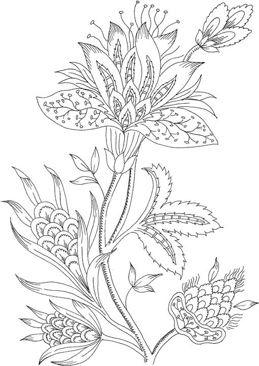 Flower Coloring Pages For Adults Only 511x720 Flower Coloring Pages For Adults Only