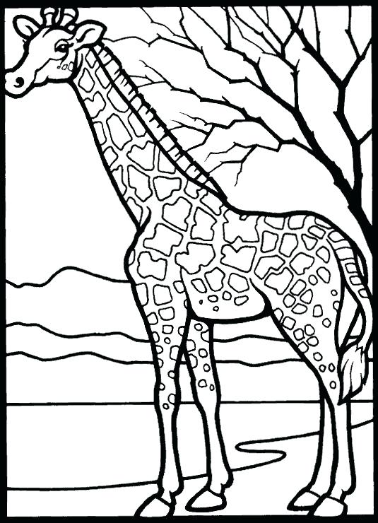 Free Printable Coloring Pages Animals Baby Jungle Animal Coloring 535x740 Free Printable Coloring Pages Animals Baby Jungle Animal Coloring