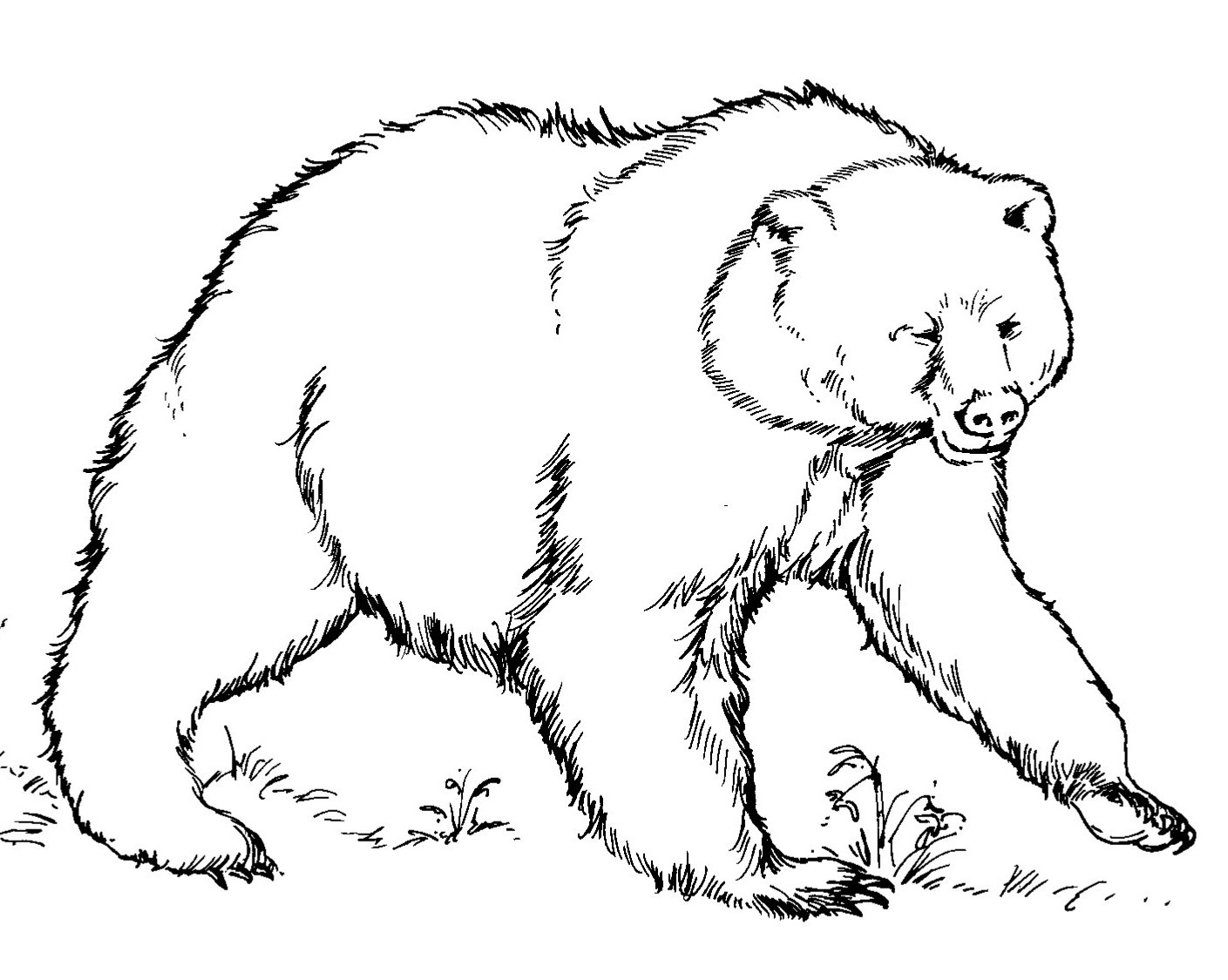 Free Bear Coloring Pages Download 1409x1125 Free Bear Coloring Pages Download