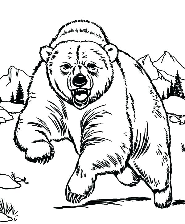 Free Printable Bear Coloring Pages Polar Bears Coloring Pages 600x727 Free Printable Bear Coloring Pages Polar Bears Coloring Pages