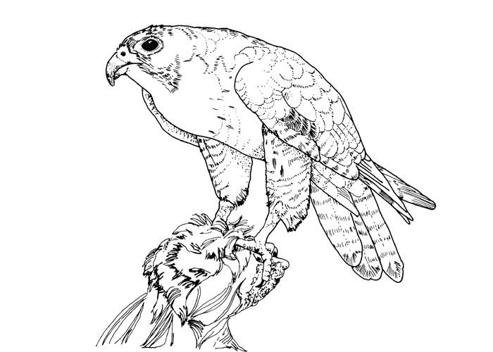 700x500 Bird Coloring Pages Falcon