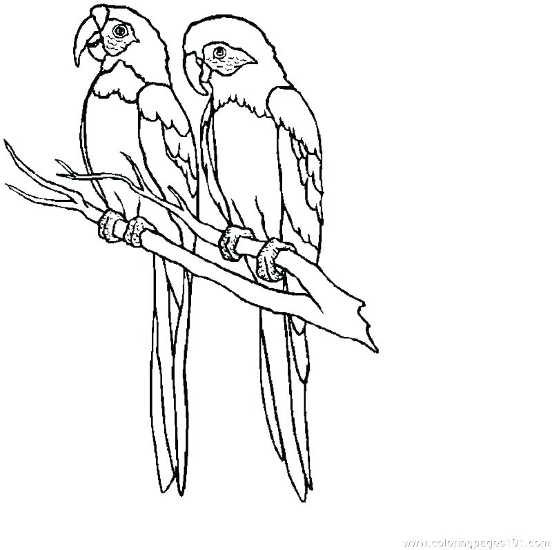 800x798 Parrot Coloring Pages Coloring Pages Of Parrots Bird Coloring Page