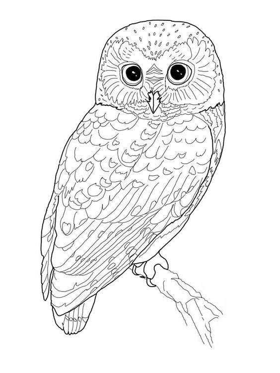 564x751 Printable Bird Coloring Pages Coloring Me